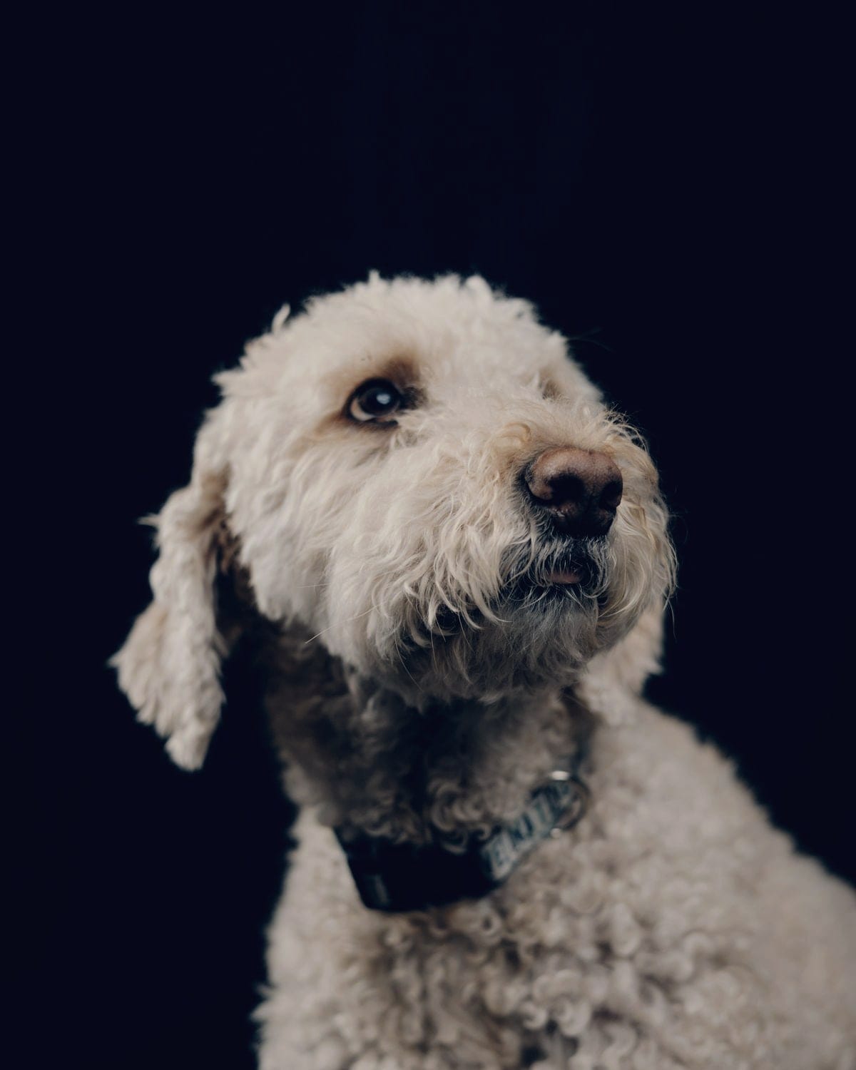 Otis looking up, waiting to see what he is booked for