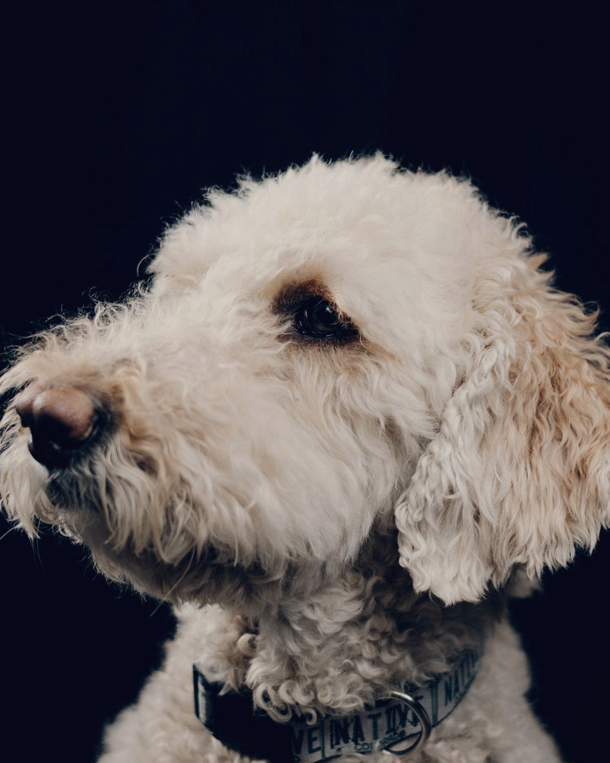 Otis in close-up, looking to the left
