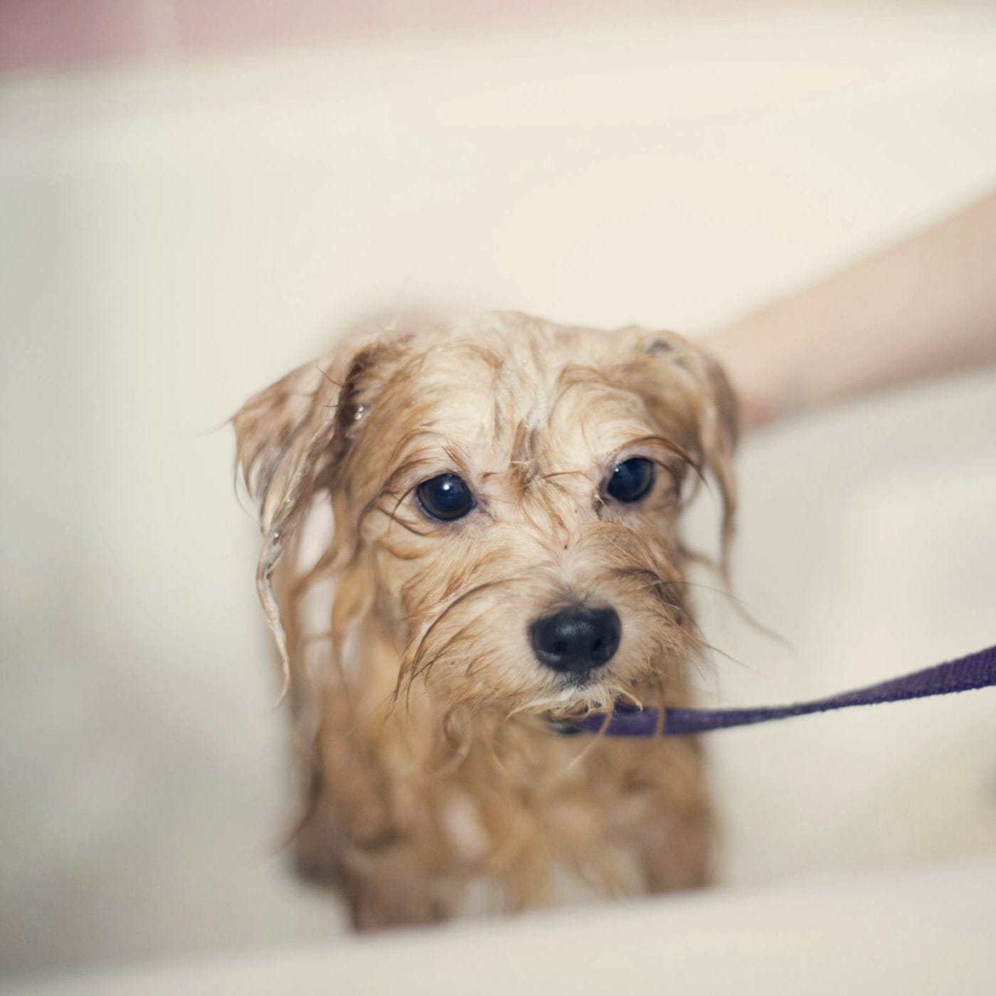 A wet terrier mid-bath in a white tub, looking at the camera