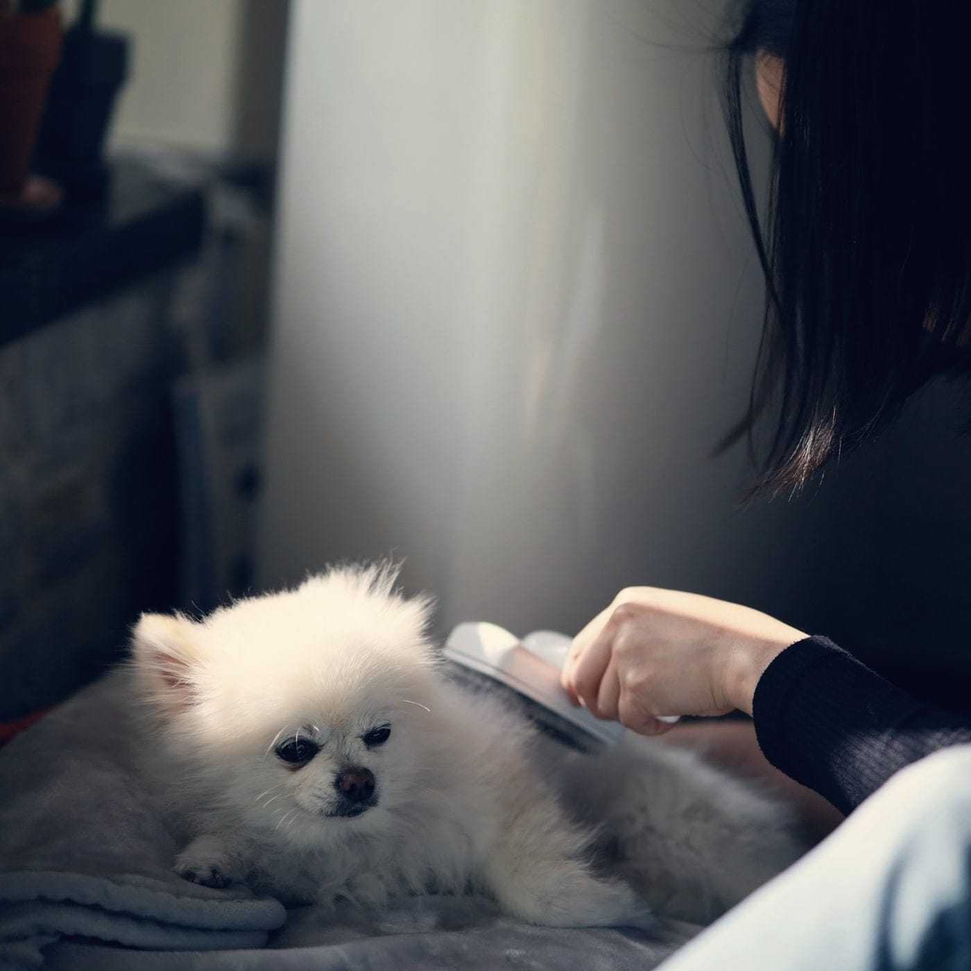 A white Pomeranian being brushed out on a grey blanket