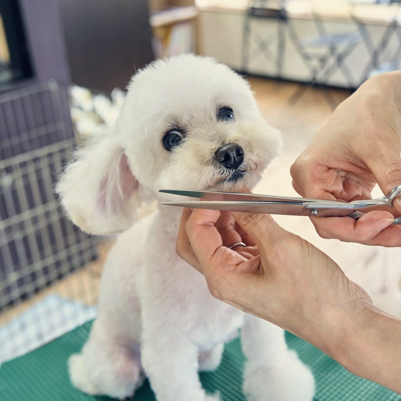 A white poodle having its face scissored by a groomer