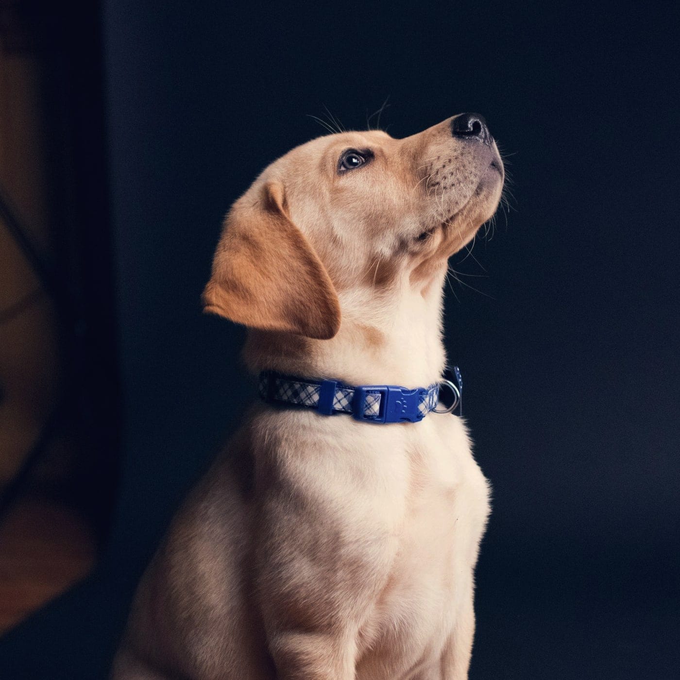 A yellow labrador puppy sitting on a dark floor, looking up